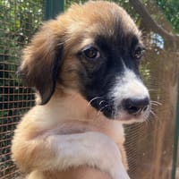 Nami, cane femmina da adottare