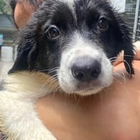 NILO, cane da adottare