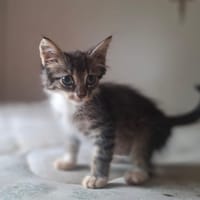 Beyoncè, gatto femmina da adottare