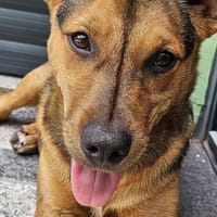 ALICE, chienne à adopter