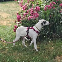 DARA, chienne à adopter