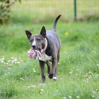 TIPERE, chien à adopter