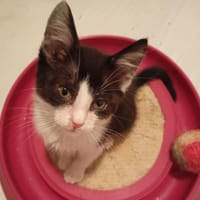 FRIMOUSSE, chatte à adopter