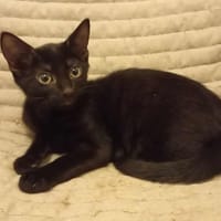 Aragorn, chat à adopter