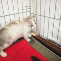 Prune, chatte à adopter