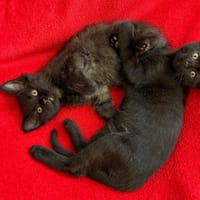 Abouette, chatte à adopter
