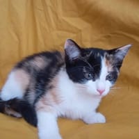 Arwen, chatte à adopter