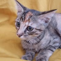 Amarië, chatte à adopter