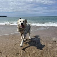 Isis, chienne à adopter