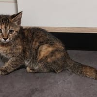 Angelle, chatte à adopter
