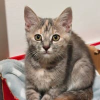 Anita, chatte à adopter
