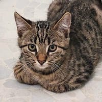 Antonello, chat à adopter