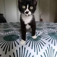 Aribo, chat à adopter