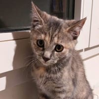 Armanie, chat à adopter