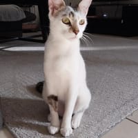 Kalie, chatte à adopter