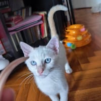 Léo, chat à adopter