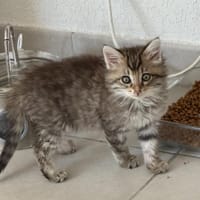 SHAYLEEN, chatte à adopter