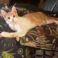 AMBRE, chatte à adopter