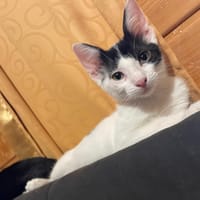 TOPAZE, chatte à adopter