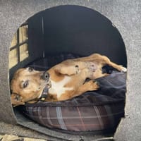 LIBELLULE, chien à adopter