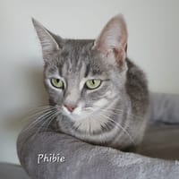 Phibie, chatte à adopter