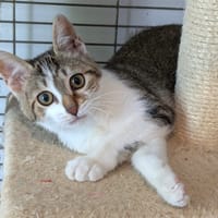 AMELIE, chatte à adopter