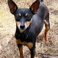 POUTCHI, chien à adopter