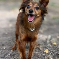 PABLO, chien à adopter