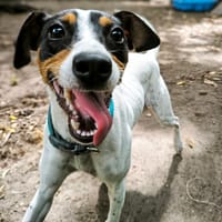 CAPUCINE, chienne à adopter