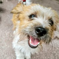 ZIG, chien à adopter
