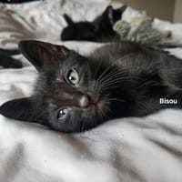 BISOU, chat à adopter