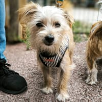 PUCE, chienne à adopter