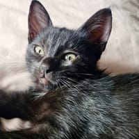 SESAME, chatte à adopter