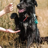 Marlow, pies do adopcji