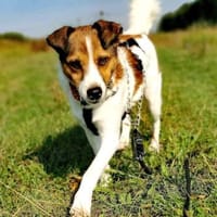 Barneytoller Bub mit viel Potenzial, Hund zur Adoption