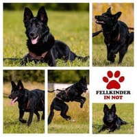 schwarze Schönheit Ruby sucht ihr Zuhaus, Hündin zur Adoption