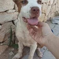 Zelda, Hündin zur Adoption