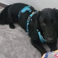 Herzbub CHARLYwartet in 64380 Roßdorf, Hund zur Adoption