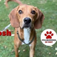 lieber Josh sucht seine Familie, Hund zur Adoption