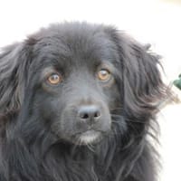 Janu - kinderlieber Jungrüde, Hund zur Adoption