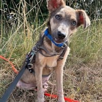 Emil - gut verträglich - bereits in DE, Hund zur Adoption