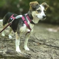 Ida - sucht ihr großes Glück, Hündin zur Adoption