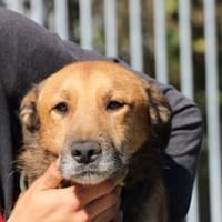 Sanjay - zutraulich u. verschmust, Hund zur Adoption