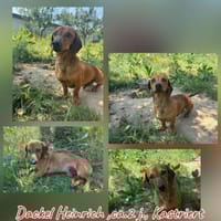 Kurzhaardackel Heinrich sucht ..., Hund zur Adoption