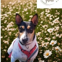 QUILLO - liebenswerte Knutschkugel, Hund zur Adoption