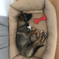 ❤ Süßer Welpe Tilda ❤, Hündin zur Adoption