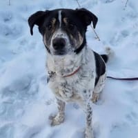 Tiger sucht sein Traumzuhause, Hund zur Adoption