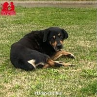 Leo möchte Ihr Hert erwärmen, Hund zur Adoption