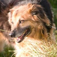 Teddybär Maxi sucht sein Zuhause, Hund zur Adoption