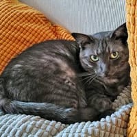 Fiola sucht ruhiges liebevolles Zuhause, Katze zur Adoption